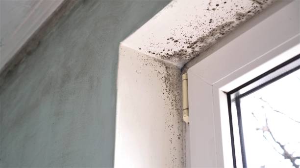 Best Preventive Mold Services in Champaign, IL