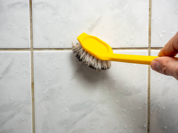 Best Health and Safety Mold Remediation in Champaign, IL