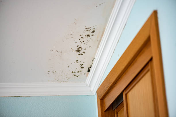 Best Emergency Mold Remediation in Champaign, IL