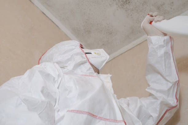 Best Localized Mold Remediation (e.g., coastal areas, humid climates) in Champaign, IL