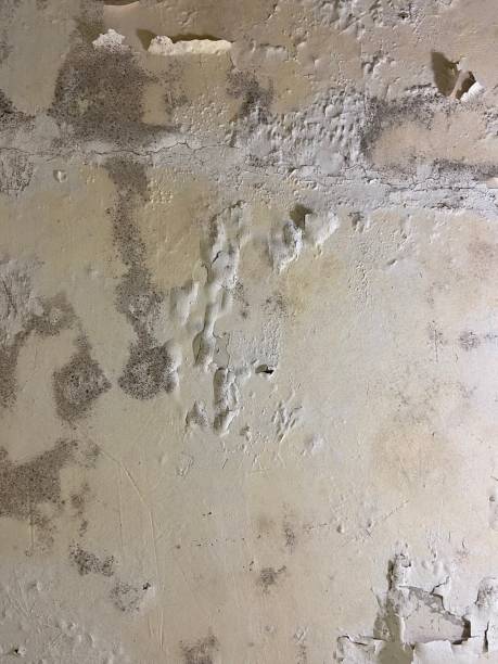Best White Mold Remediation in Champaign, IL