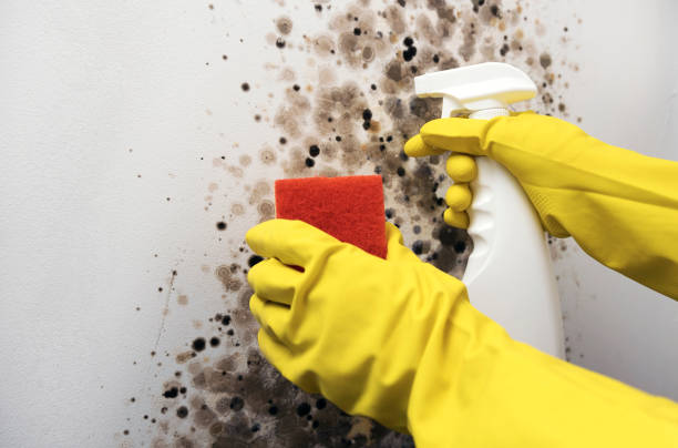 Reliable Champaign, IL Mold Remediation Solutions