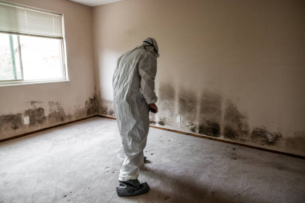 Best Mold Remediation for Specific Building Types in Champaign, IL
