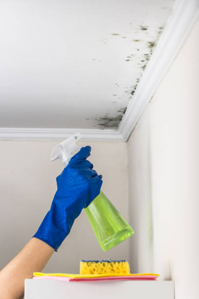 Best Kitchen Mold Remediation in Champaign, IL